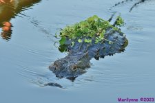 DSC_8735_001.JPG