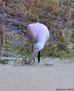 DSC_8770_001.JPG