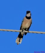 DSC_8784_001.JPG