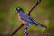 _DAB9660-DeNoiseAI-low-light-3.jpg