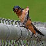 BarnSwallow10.jpg