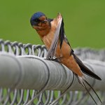 BarnSwallow11.jpg