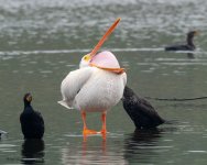 PelicanGoof-648.jpg