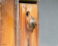 HouseWrenBirdhouse-651.jpg