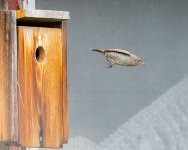 HouseWrenBirdhouse-652.jpg
