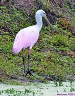DSC_8875_001.JPG