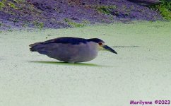 DSC_8886_001.JPG