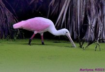 DSC_8887_001.JPG