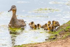 MallardDucklings-648.jpg