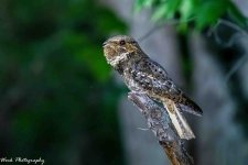 RD5_2195-Chuck Willis Widow.jpg