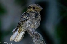RD5_2229-Chuck Willis Widow.jpg