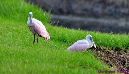 DSC_9000_001.JPG
