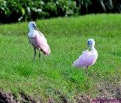 DSC_9005_001.JPG