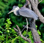 DSC_9017_001.JPG