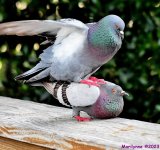 DSC_9021_001.JPG