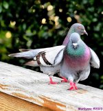 DSC_9025_001.JPG