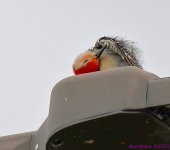 DSC_9034_001.JPG