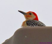 DSC_9036_001.JPG