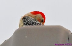 DSC_9039_001.JPG