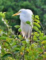 DSC_9046_001.JPG