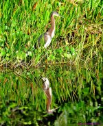 DSC_9055_stitch5_001.JPG