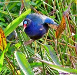 DSC_9066_001.JPG