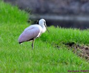 DSC_9076_001.JPG