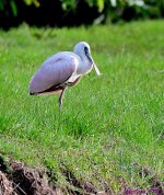 DSC_9084_001.JPG