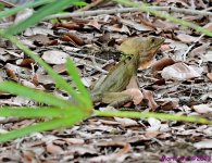 DSC_9086_001.JPG