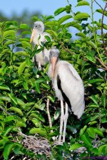 DSC_9092_001.JPG