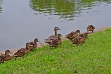 500_0022R_LSh_sm.JPG