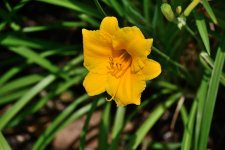 Z50_0038R_cr_sm.jpg
