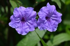 Z50_0062_L_sm.JPG