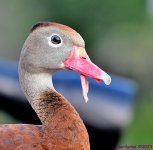 DSC_9116_001.JPG