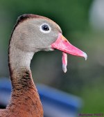 DSC_9118_001.JPG