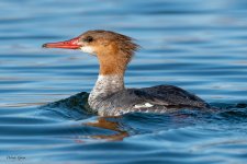 Merganser-649.jpg