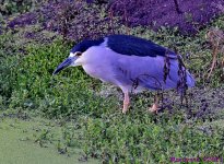 DSC_9197_001.JPG