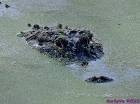 DSC_9199_001.JPG