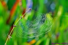 DSC_9210_001.JPG