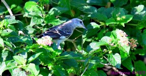 DSC_9272_001.JPG