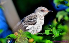 DSC_9287_001.JPG