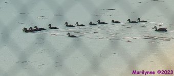 DSC_9292_001.JPG