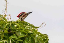 RD5_2364-Pileated Woodpecker.jpg