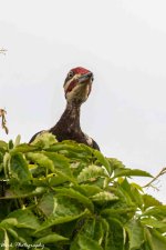 RD5_2366-Pileated Woodpecker.jpg