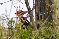 RD5_2371-Pileated Woodpecker.jpg