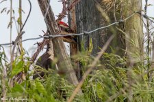 RD5_2379-Pileated Woodpecker.jpg