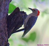DSC_9423_001.JPG
