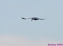 DSC_9441_001.JPG