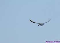 DSC_9442_001.JPG