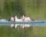 OspreySplash-651.jpg